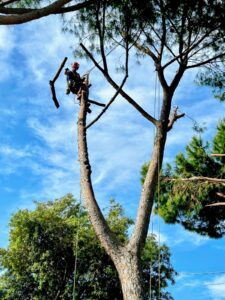 Antonio Carretto esegue una potatura alberi alto fusto savona